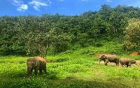 Olifanten verzorgen in het oerwoud tour voor kinderen