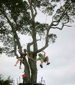 Tokkelen Tree Tops Ziplijnen Koh Samui