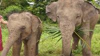 Olifanten verzorgen & water raften tours chiang mai