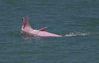 Roze dolfijnen in Nakorn Si Thammarat dierenwelzijn dolfijn spotten