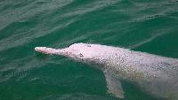 Roze dolfijnen in Nakorn Si Thammarat dierenwelzijn en milieu