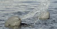 De dolfijnen van Kratie CAMBODJA LAAGSTE PRIJSGARANTIE