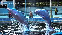 Zwemmen met dolfijnen PRIJSGARANTIE OASIS SEA WORLD