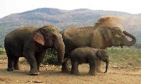 Het Hart van Thailand rondreis familie vakantie in Thailand olifanten familie