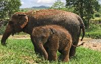 Jungle Pop per vlot en olifanten wassen