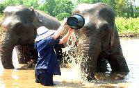 Super Jumbo in Baan Chang Elephant Park