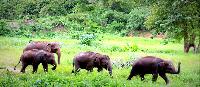 Olifanten mahout cursus Baan Chang 3 dagen