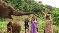 Olifanten bezoeken Chiang Mai diervriendelijk