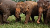 Olifanten bezoeken Chiang Mai diervriendelijk