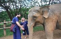 Olifanten bezoeken Chiang Mai dagtrip