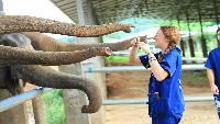 Olifanten bezoeken Chiang Mai prijsvoordeel