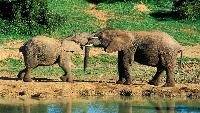 Olifanten bezoeken Chiang Mai prijsvoordeel