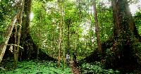Het Groene Hart van Maleisie Jungle trek