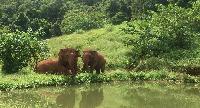 Plezier met de olifanten van Baan Chang