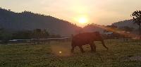 Plezier met de olifanten van Baan Chang beste prijs