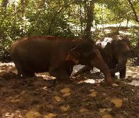 olifanten voederen en baden khao sok jungle