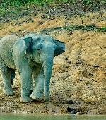 Khao Sok over land familie trip olifanten wassen