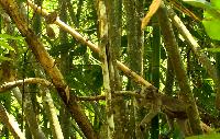 Our Jungle House KHAO SOK Tree Tops voordeel