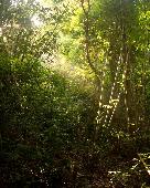 Our Jungle House KHAO SOK Tree Tops voordeel
